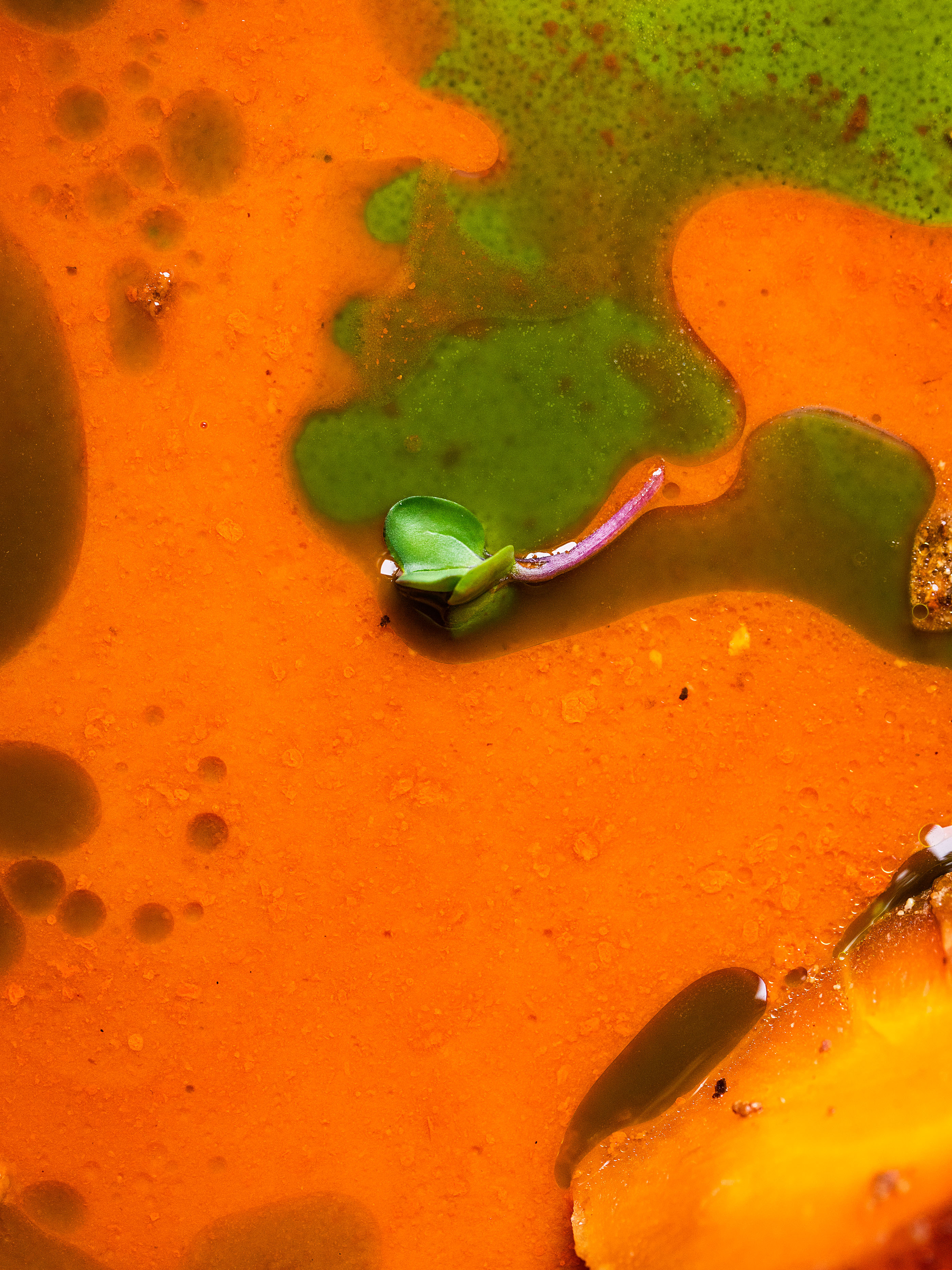 Karotten-Schmortopf mit Petersilienöl Rezept 3