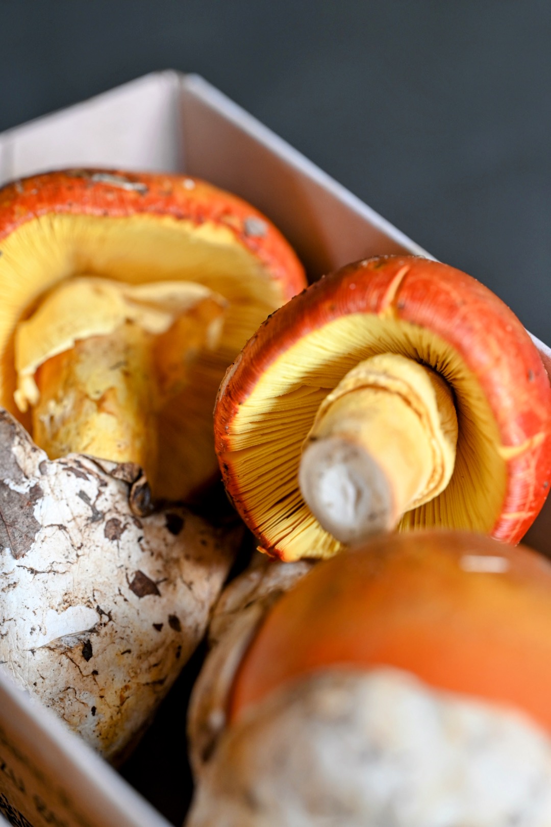 Kaiserling-Carpaccio mit Burrata Rezept 5