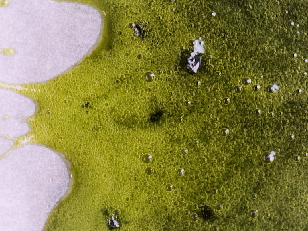 Schritt 2: Teig für Matcha-Grüntee-Cake mit Yuzu und Himbeeren zubereiten 