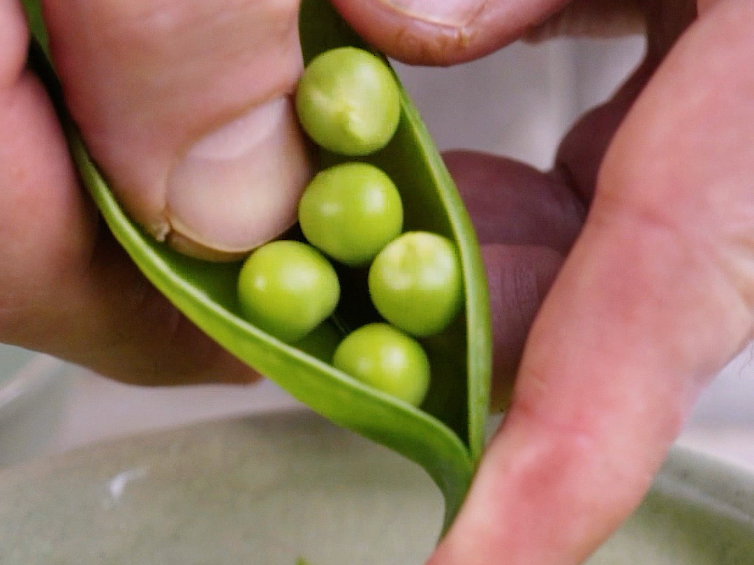 Schritt 1: Erbsen für Erbsenrisotto mit Burrata vorbereiten 