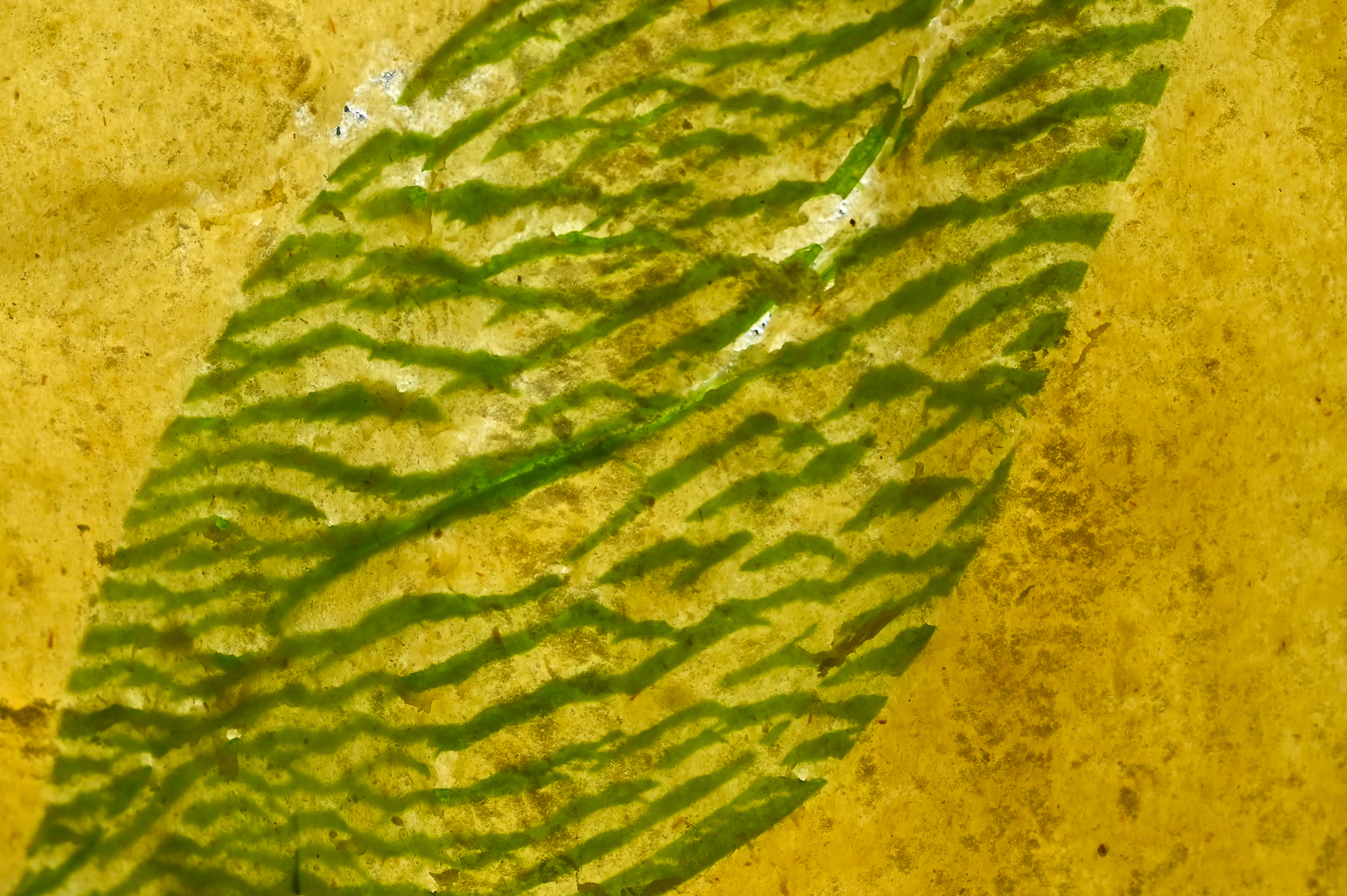 Schritt 3: Die Bärlauchblätter dekorativ zwischen zwei Pastabahnen legen und diese zweimal durch die Pastamaschine drehen