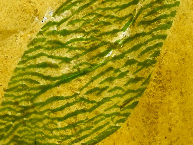 Schritt 3: Die Bärlauchblätter dekorativ zwischen zwei Pastabahnen legen und diese zweimal durch die Pastamaschine drehen Schritt 3: Die Bärlauchblätter dekorativ zwischen zwei Pastabahnen legen und diese zweimal durch die Pastamaschine drehen