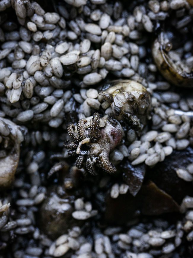 Tintenfisch-Risotto Rezept Tintenfisch-Risotto Rezept