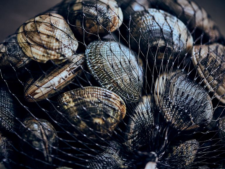 Schritt 1: Vongole in kaltem, leicht gesalzenem Wasser wässern Schritt 1: Vongole in kaltem, leicht gesalzenem Wasser wässern
