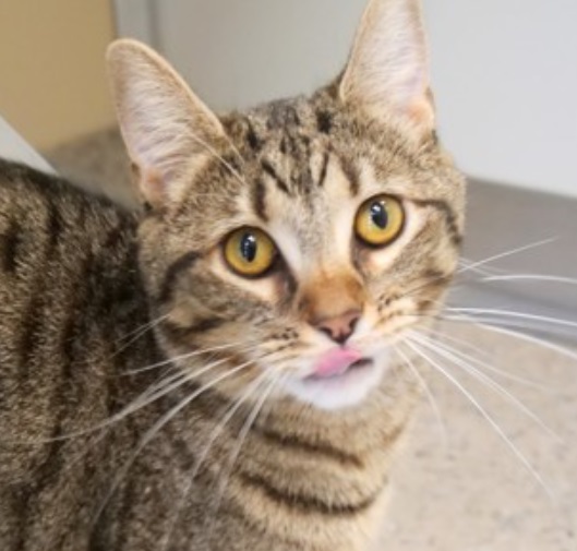 Smitten Kitten Cat Cafe