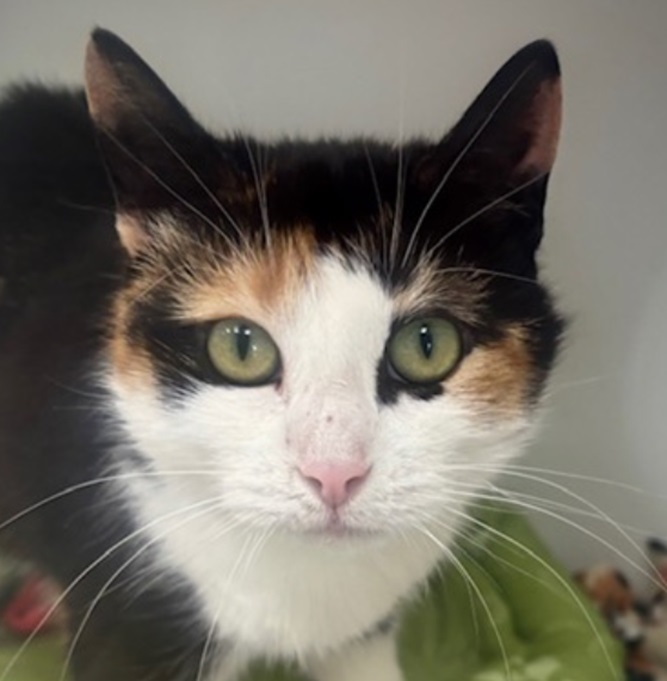 Smitten Kitten Cat Cafe