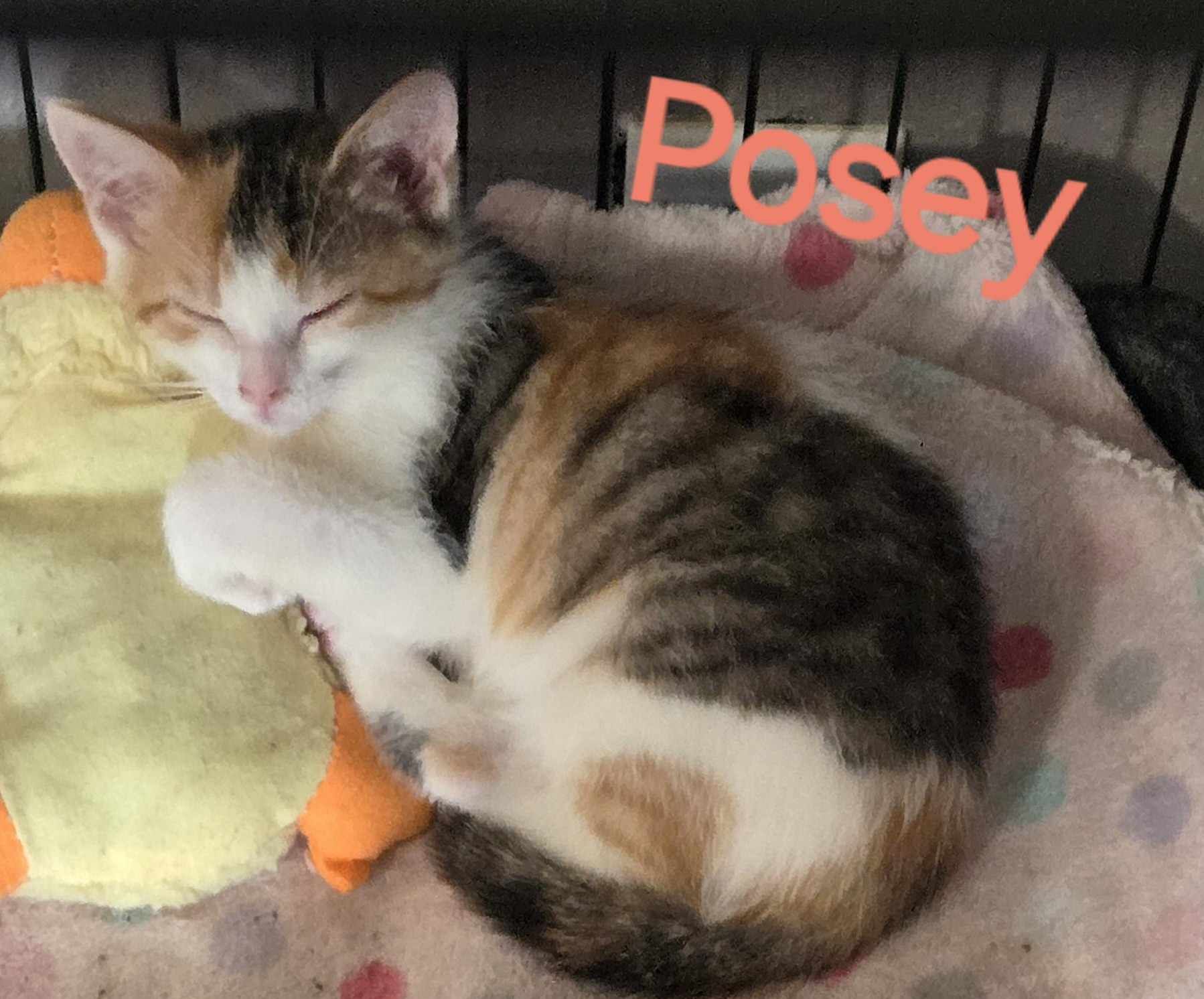 Smitten Kitten Cat Cafe