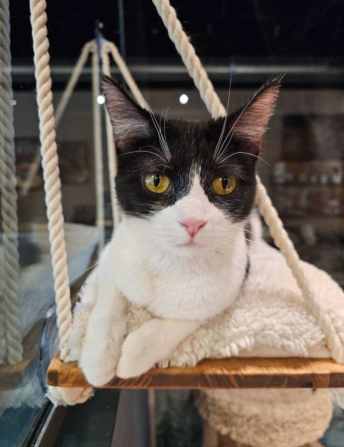Smitten Kitten Cat Cafe