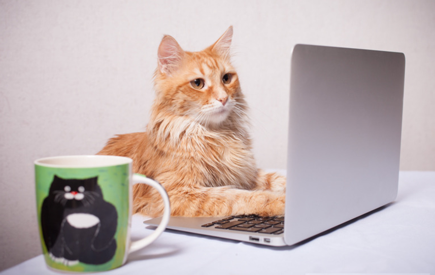 Smitten Kitten Cat Cafe
