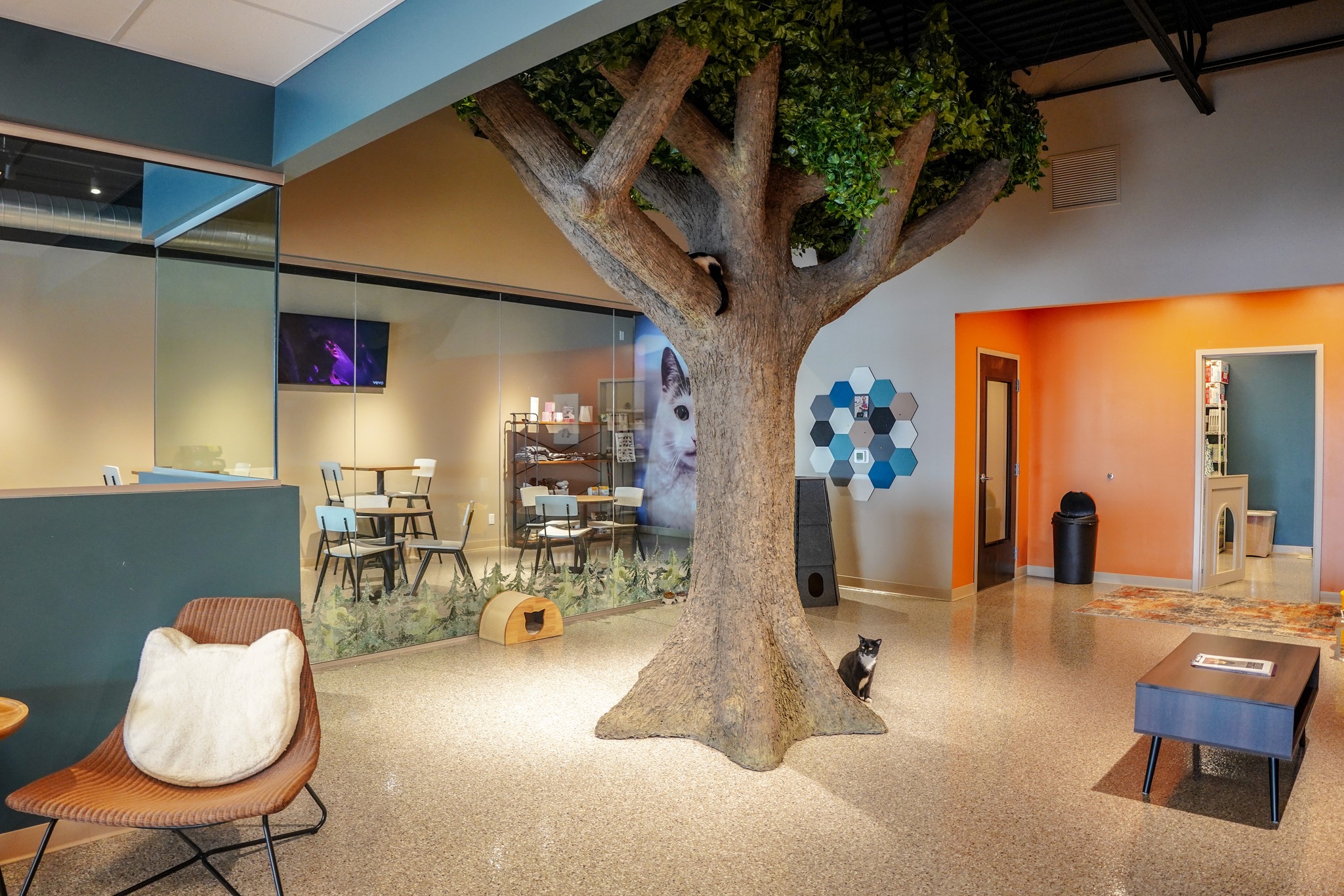 Smitten Kitten Cat Cafe