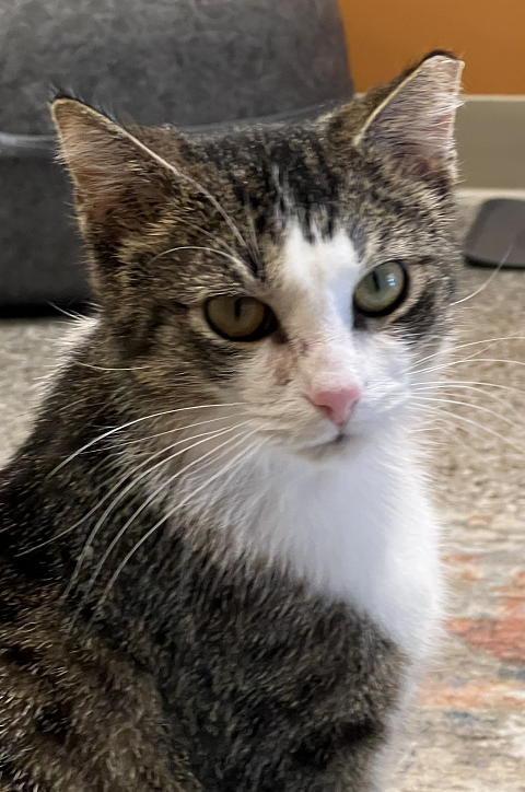 Smitten Kitten Cat Cafe