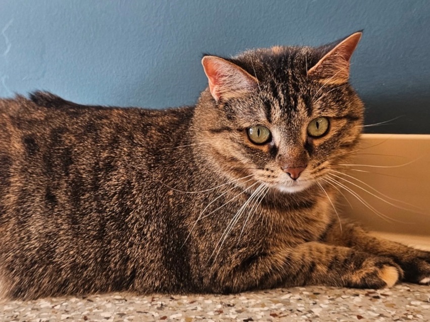 Smitten Kitten Cat Cafe