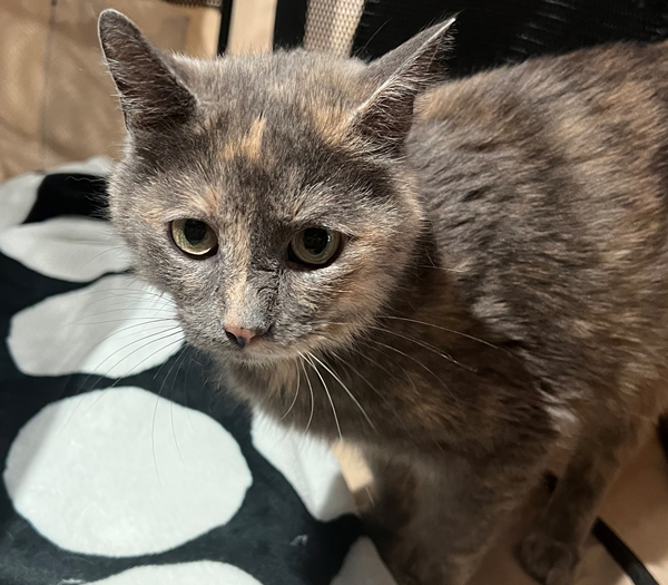 Smitten Kitten Cat Cafe