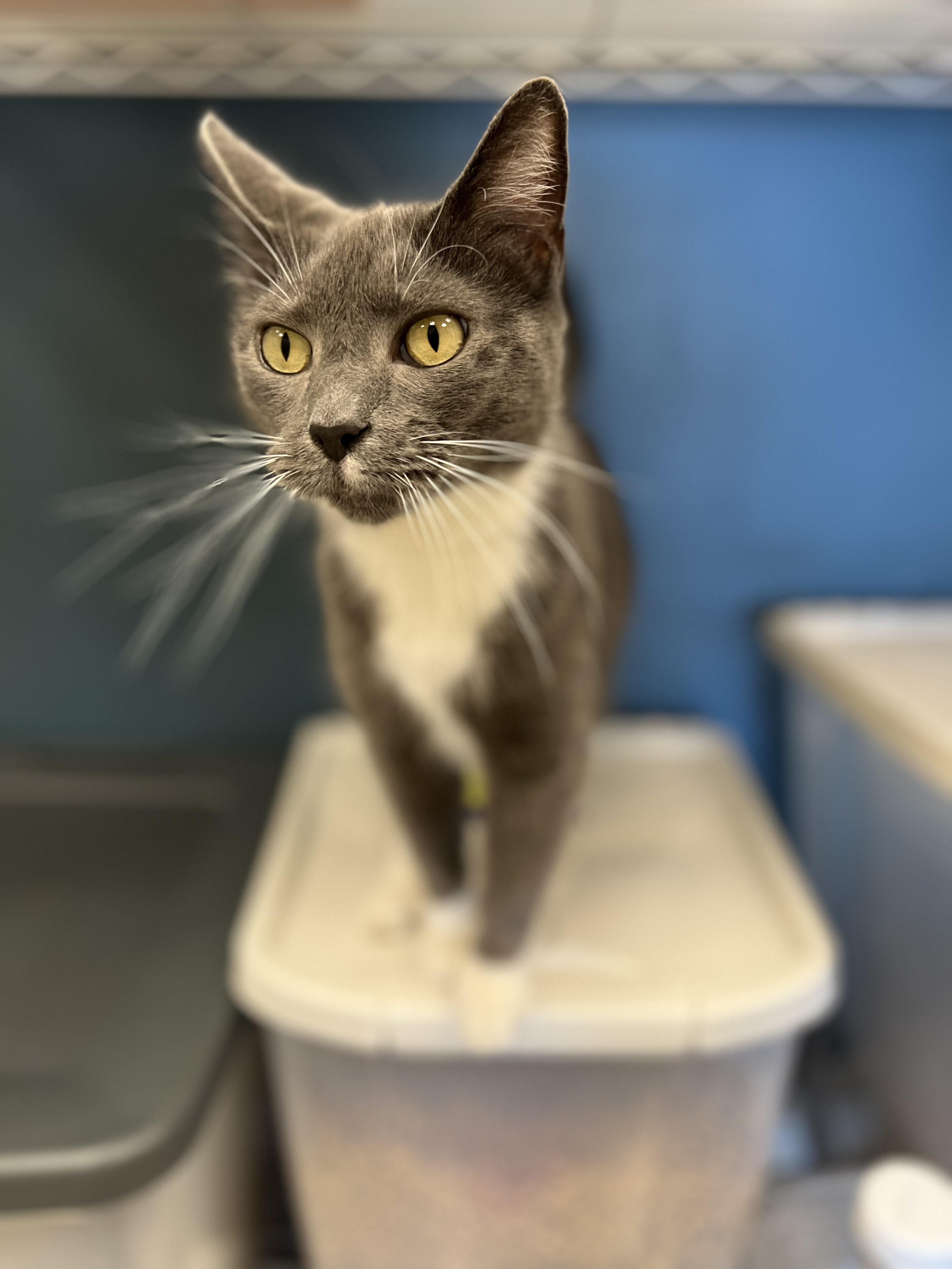 Smitten Kitten Cat Cafe