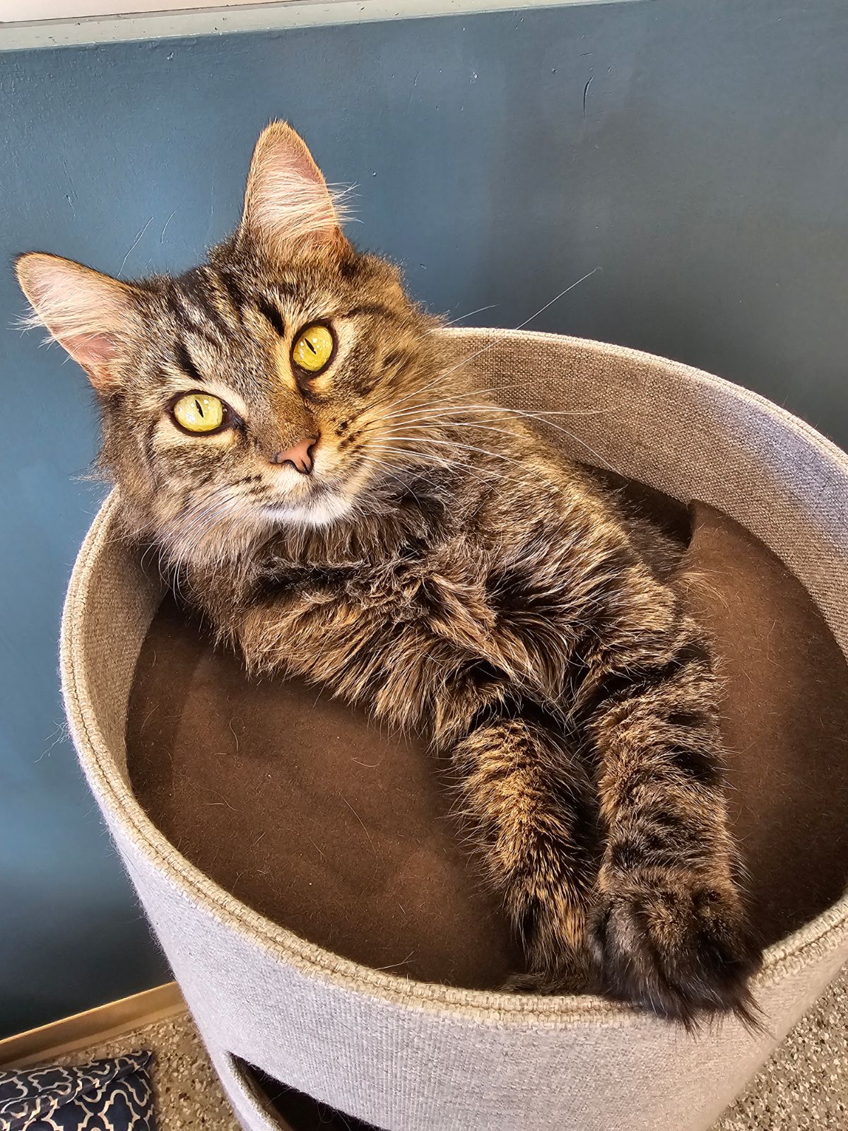Smitten Kitten Cat Cafe