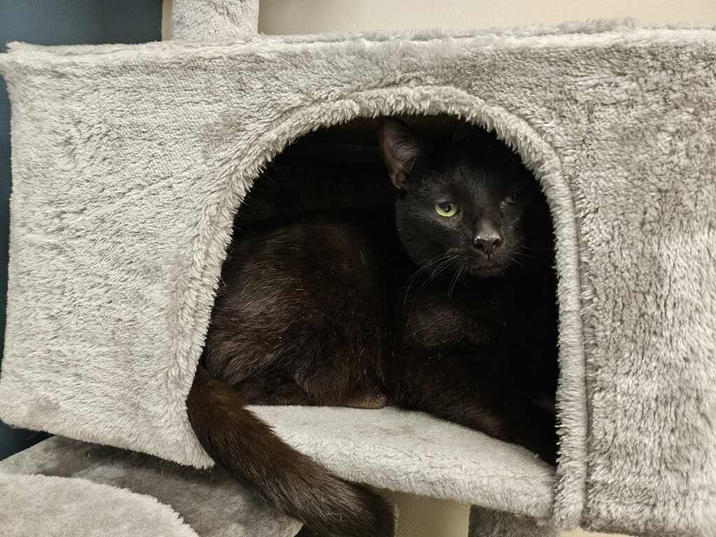 Smitten Kitten Cat Cafe