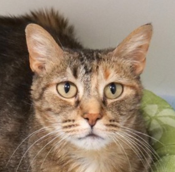 Smitten Kitten Cat Cafe