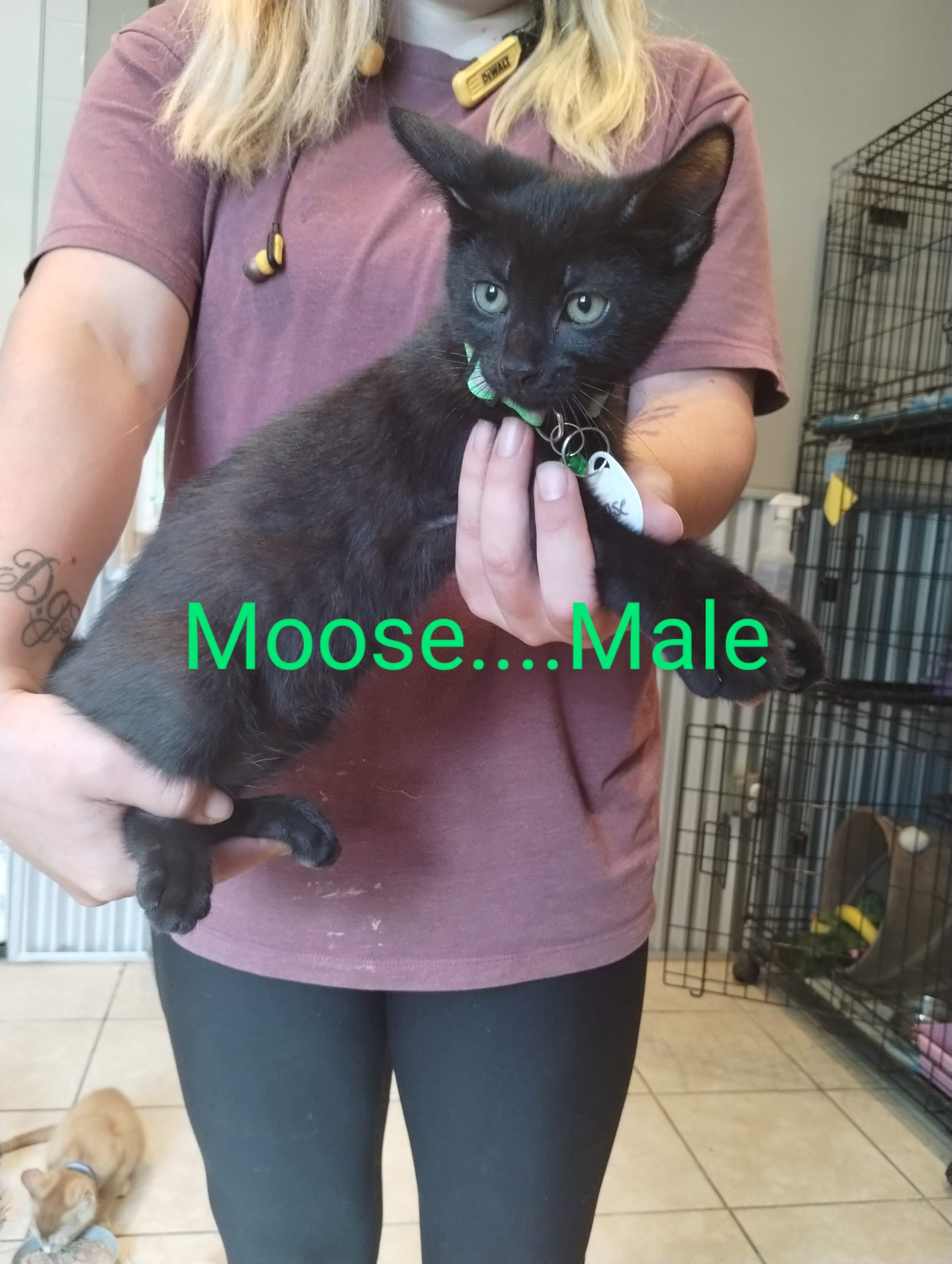 Smitten Kitten Cat Cafe