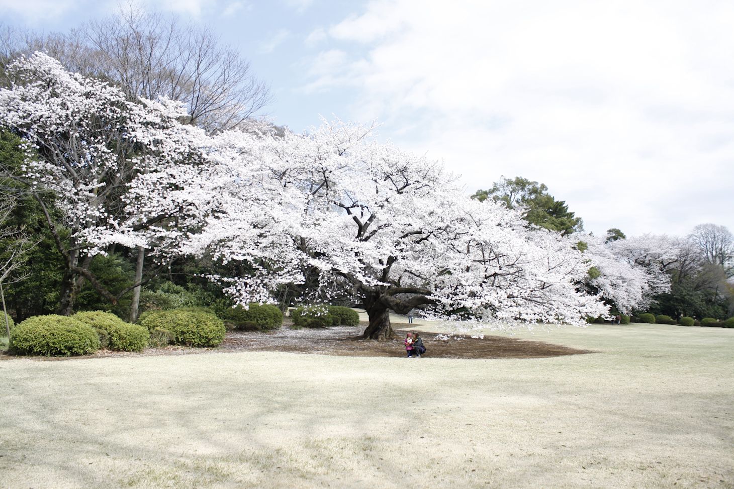 Japon