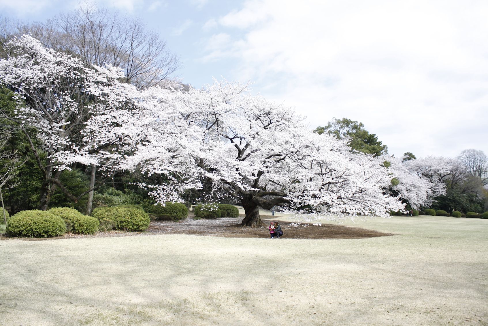Japon