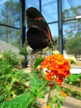 Tropical Butterfly Atrium