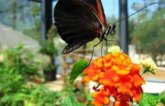 Tropical Butterfly Atrium