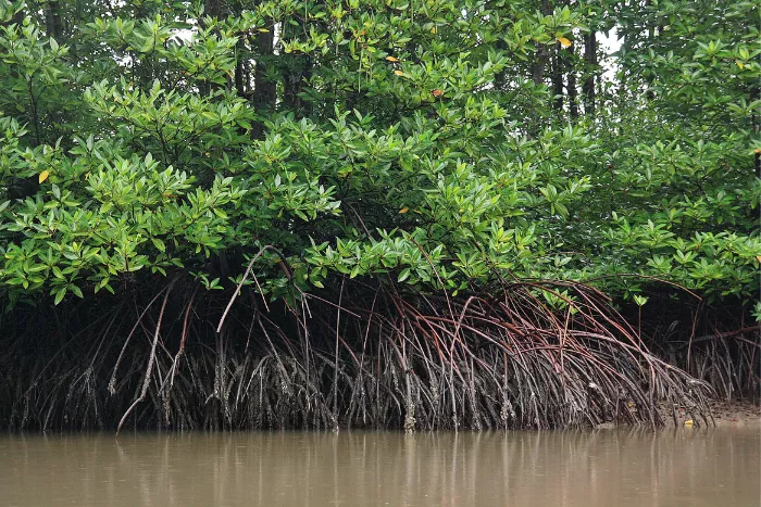 photo mangrove martinique