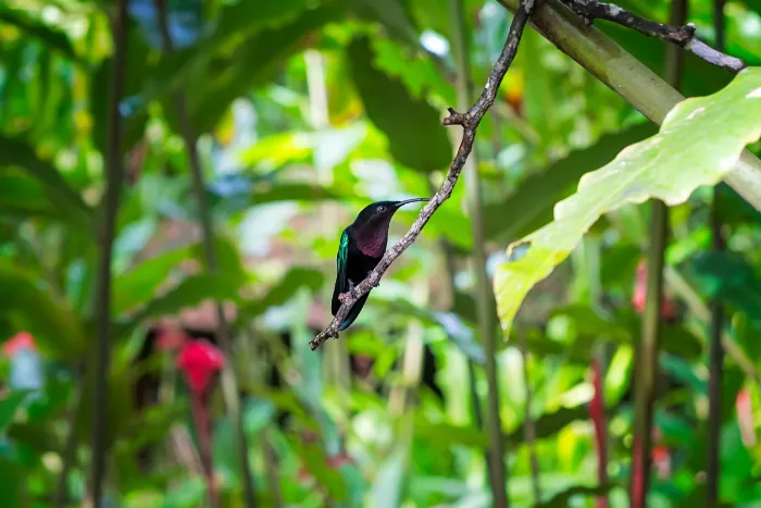 colibri-martinique
