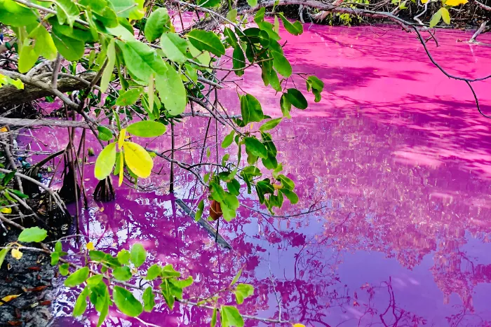 La mangrove rose de Martinique