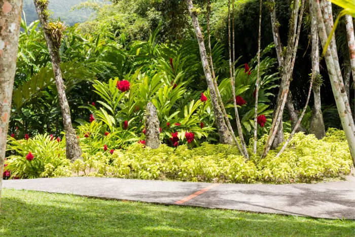 jardin martinique