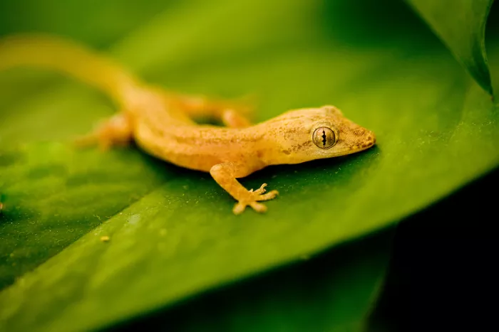 Le gecko « mabouya » en Martinique 