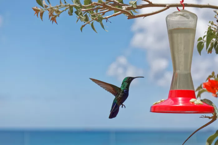 Colibri-en-martinique