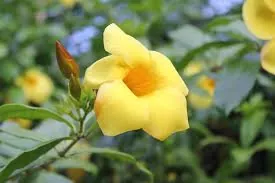 allamanda
