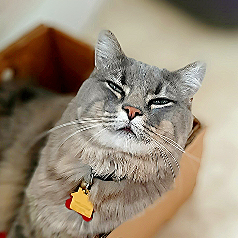 Steph Purrrrry