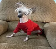 Scarlett-No-Haira