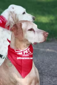 VPI Raises $10,000