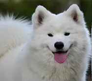 Stella-Barktois