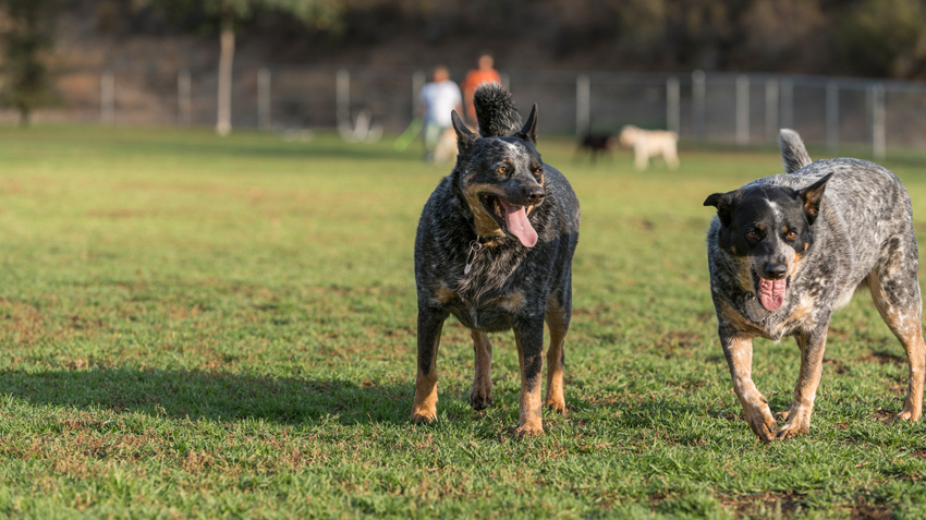 Dog Park Tips