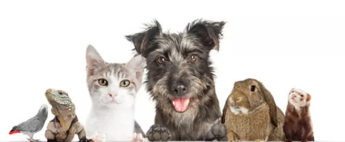 Group of animals