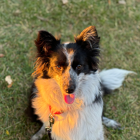 Lil Jelly Donut