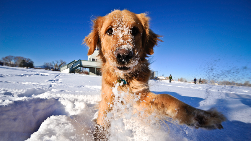 Winter Pet Dangers Infographic