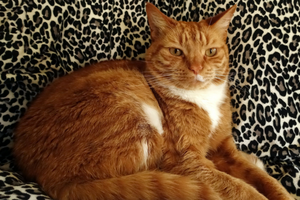 Edward-Scissorpaws
