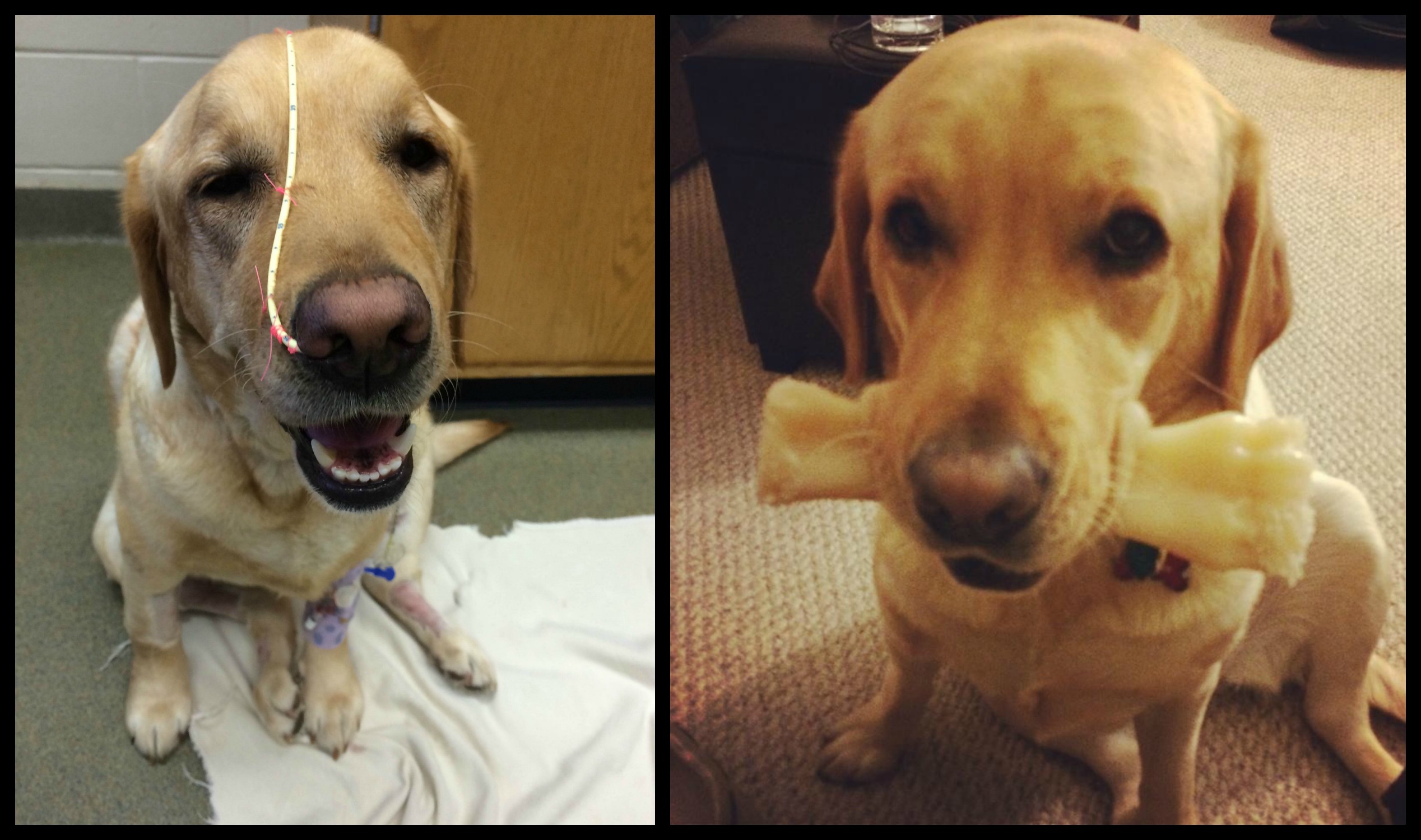 Charlie-Collage