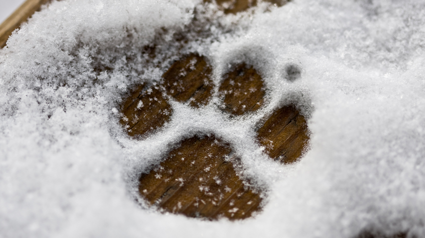10 Seasonal Dangers for Outdoor Pets