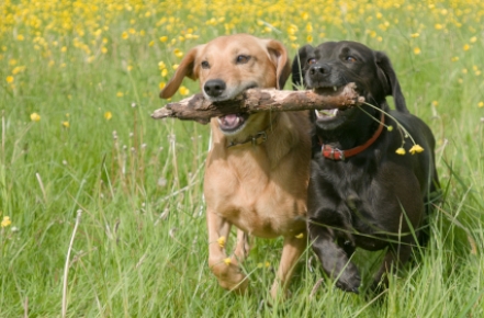 2LabsStick