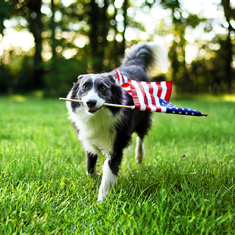 10377C CON Wacky Pet Name Blog Image