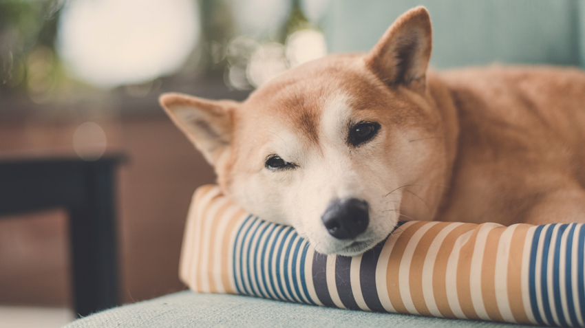 Shiba Inus