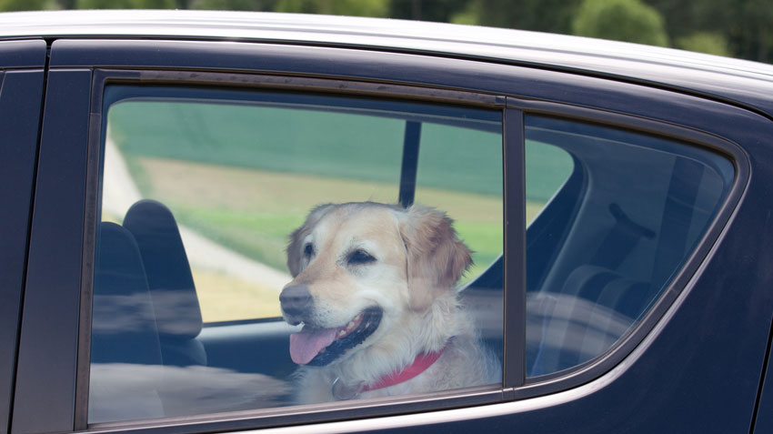 Hot Car Danger to Pets