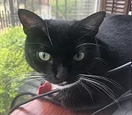 Ella-Whiskers-Hunt