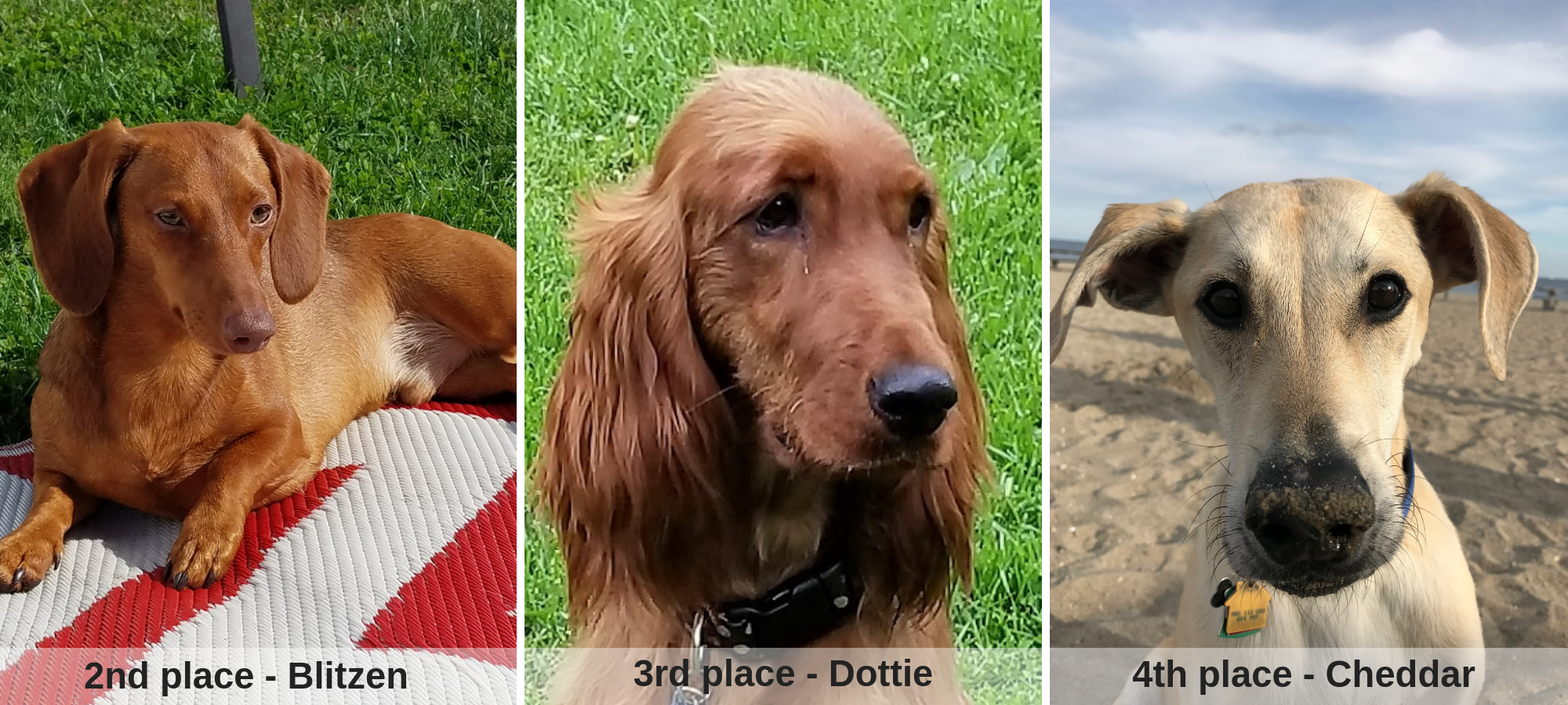 Blitzen_Dottie_Cheddar